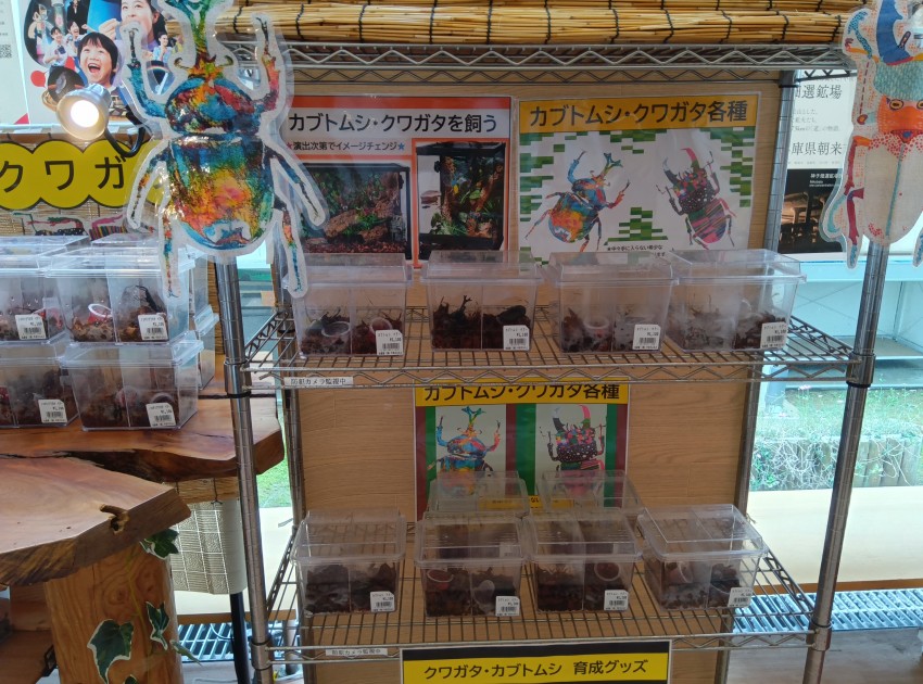 カブトムシ・クワガタ販売開始！